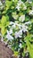 Close up ofÂ  White Purple Flowers of Carruthers falseface or Pseuderanthemum carruthersii FlowersÂ 